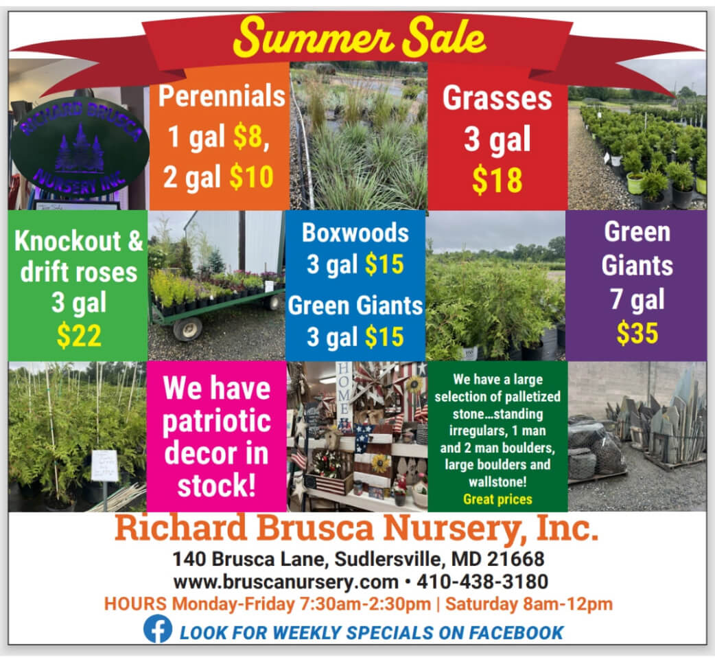summer-sale Summer Sale Advert
